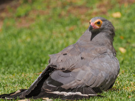 Höhlenweih, African Harrier-Hawk - Polyboroides typus