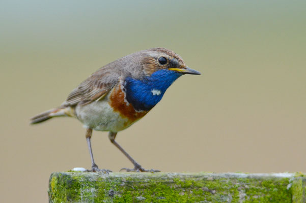 BLAUKEHLCHEN, BLUETHROAT, LUSCINIA SVECICA