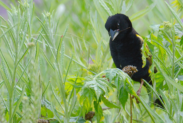 SAMTWEBER, YELLOW BISHOP, EUPLECTES CAPENSIS