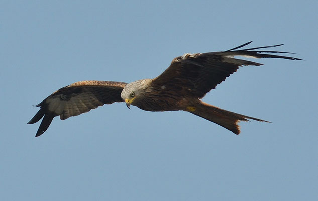 ROTMILAN, RED KITE, MILVUS MILVUS