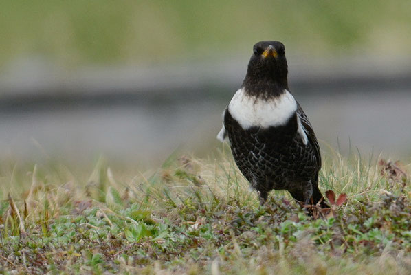 RINGDROSSEL, RING OUZEL, TURDUS TORQUATUS