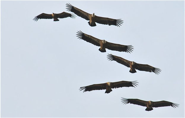 GÄNSEGEIER, GRIFFON VULTURE, GYPS FULVUS