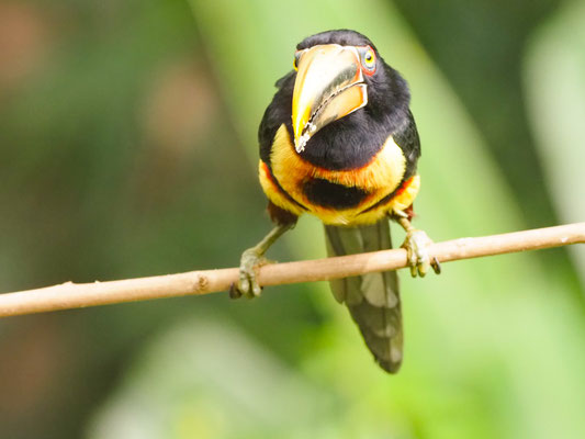 Hellschnabelarassari, , Pale-mandibled Aracari - Pteroglossus erythropygius