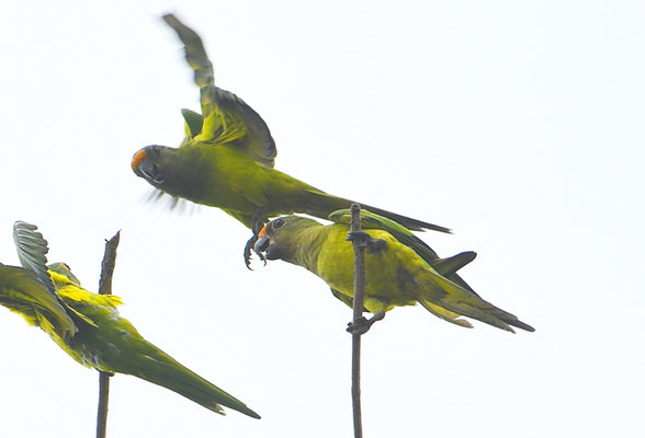 GOLDSTIRNSDITICH, PEACH-FRONTED PARAKEET, ARATINGA AUREA