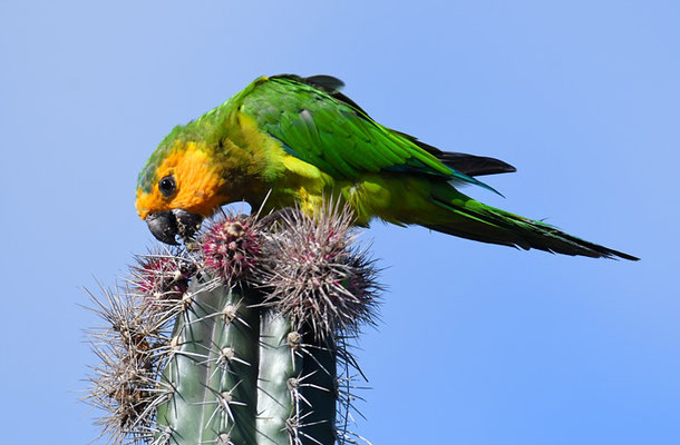 ST. THOMAS- SITTICH, BROWN-THROATED PARAKEET, ARATINGHA PERTINAX