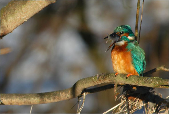 EISVOGEL, COMMON KINGFISHER, ALCEDO ATTHIS