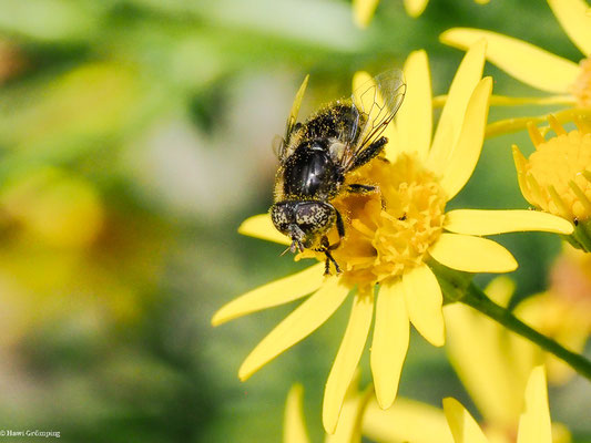 MATTE SCHWARZKOPFSCHWEBFLIEGE, MELANOSTOMA SCALARE