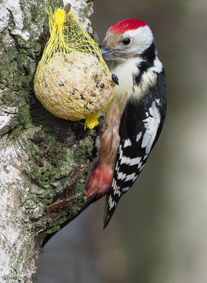 MITTELSPECHT, MIDDLE-SPOTTED WOODPECKER