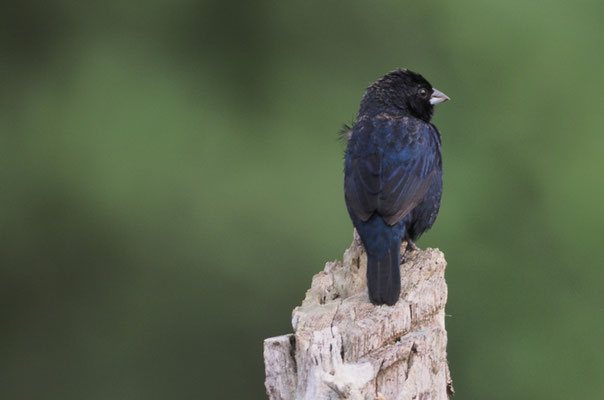 JAKARINITANGARE, BLUE-BLACK-GRASSQUIT, VOLATINIA JACARINA