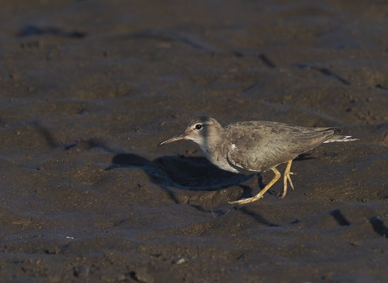 DROSSELUFERLÄUFER, SPOTTED SANDPIPER, ACTITIS MACULARIUS