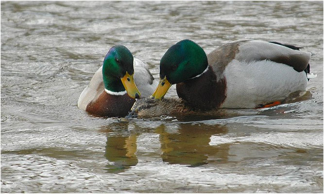 STOCKENTE, MALLARD, ANAS PLATYRHYNCHOS