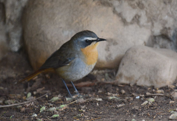 KAPRÖTEL, CAPE ROBIN-CHAT, COSSYPHA CAFFRA