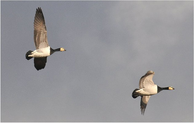 WEISSWANGENGANS, BARNACLE GOOSE, BRANTA LEUCOPSIS
