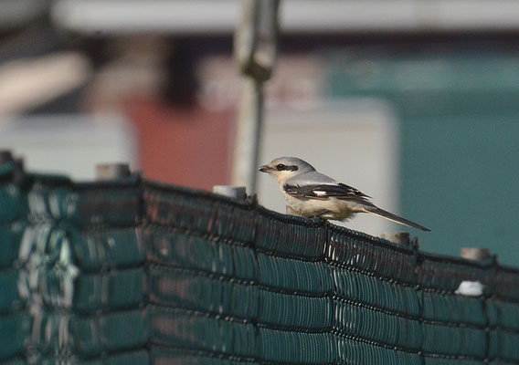RAUBWÜRGER, GREAT GREY SHRIKE, LANIUS EXCUBITOR