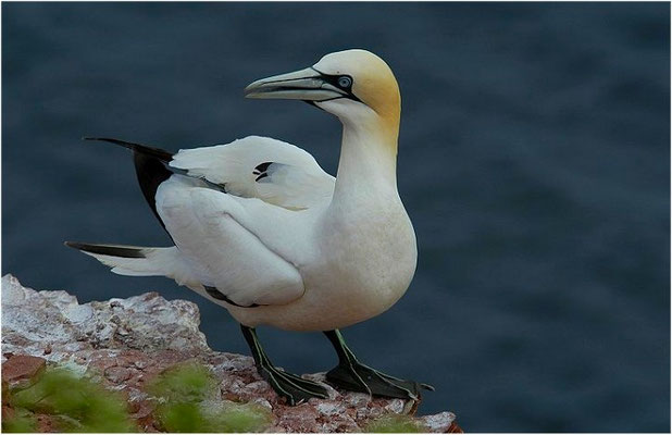 BASSTÖLPEL, GANNET, MORUS BASSANUS