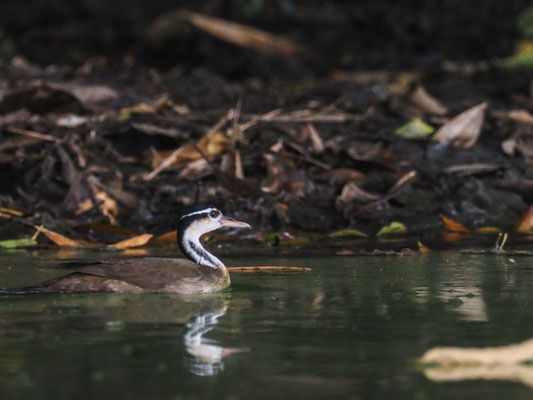 Zwergbinsenralle, Sungrebe - Heliornis fulica