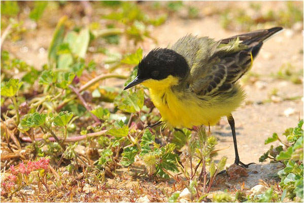 MASKENSTELZE, YELLOW WAGTAIL FELDEGG, MOTACILLA FLAVA FELDEGG