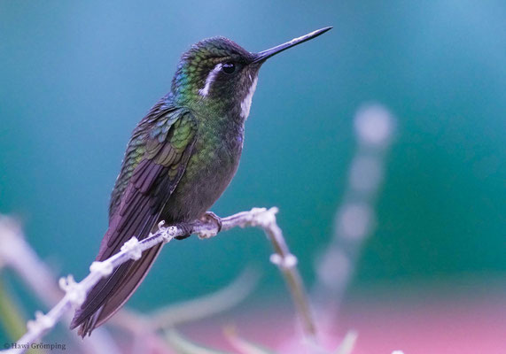 WEISSKEHLNYMPHE,  WHITE-THROATED MOUNTAIN-GEM, LAMPORNIS CASTANEOVENTRIS