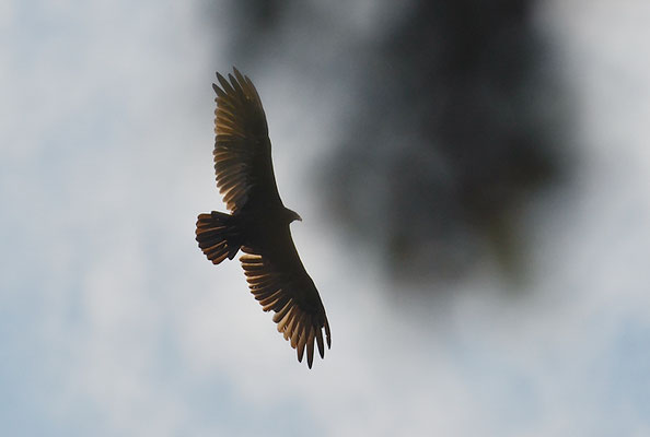 TRUTHAHNGEIER, TURKEY VULTURE, CATHARTES AURA