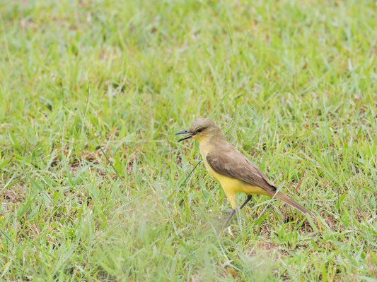 Graslandtyrann, Cattle tyrant - Machetornis rixosa