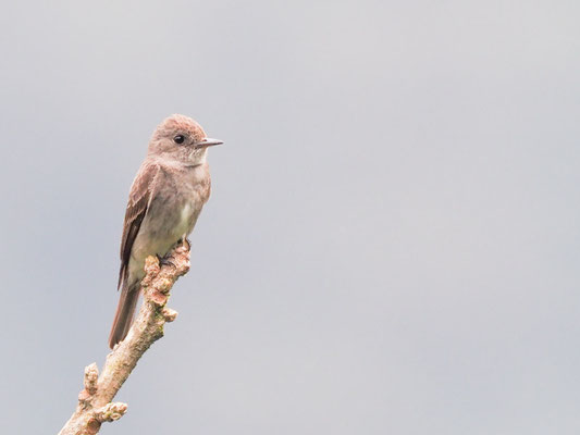 Östlicher Waldtyrann, Eastern Wood-Pewee - Contopus virens