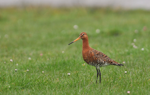 Isländische Uferschnepfe, Black-tailed Godwit islandica, Limosa limosa islandica