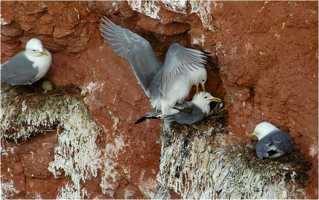 DREIZEHENMÖWE, BLACK-LEGGED KITTIWAKE, RISSA TRIDACTYLA