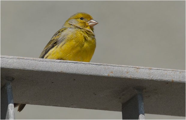 KANARENGIRLITZ, CANARY, SERINUS CANARIA
