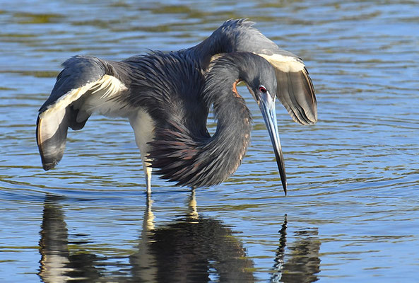 DREIFARBENREIHER TRICOLORES HERON, EGRETTA TRICOLOR