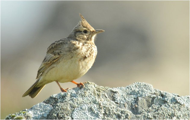 HAUBENLERCHE, CRESTED LARK, GALERIDA CRISTATA