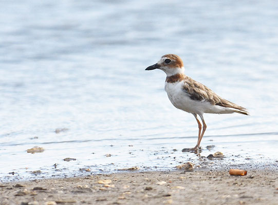 WILSON-REGENPFEIFER, WILSON´S PLOVER, CHARADRIUS WILSONIA