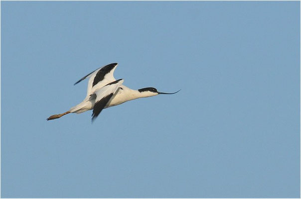 SÄBELSCHNÄBLER, AVOCET, RECURVIROSTRA AVOSETTA