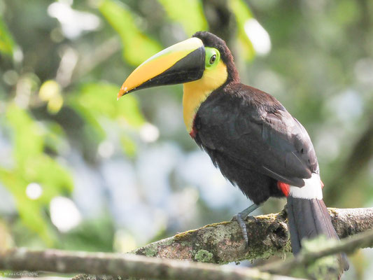 Küstentukan, Choco Toucan - Ramphastos brevis