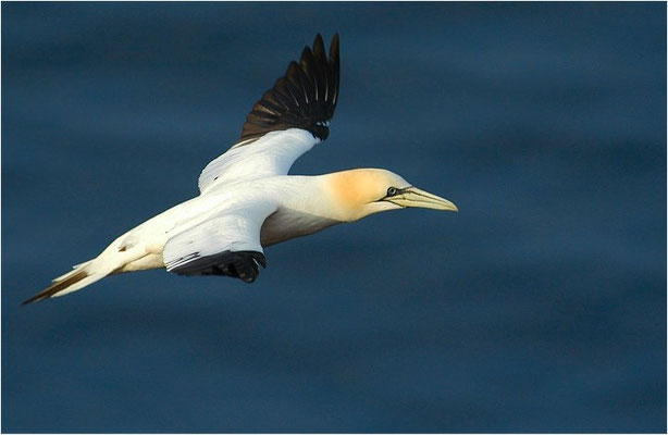 BASSTÖLPEL, GANNET, MORUS BASSANUS