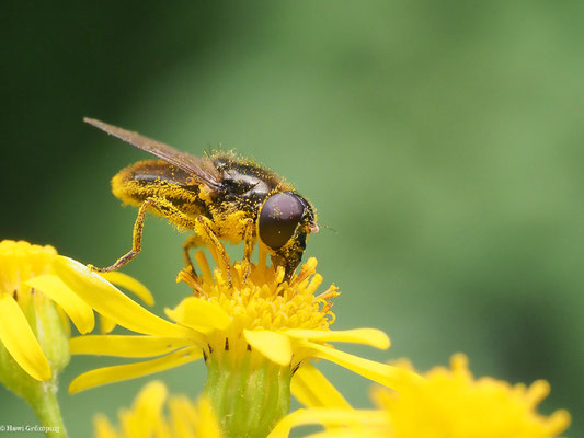 GRÖSSERE ERZSCHWEBFLIEGE, CHEILOSIA BERGENSTAMM