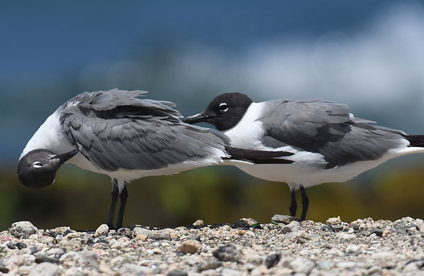 Aztekenmöwe, Laughing gull, Leucophaeus atricilla