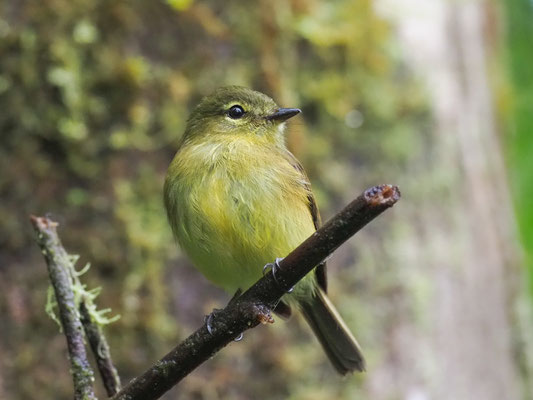 GELBZÜGEL-SCHNÄPPERTYRANN, FLAVESCENT FLYCATCHER - MYIOPHOBUS FLAVICANS