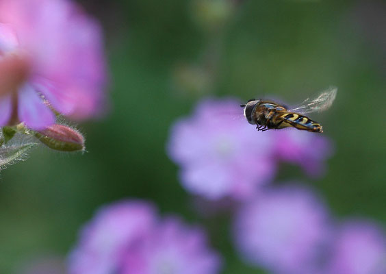 MONDFLECK-FELDSCHWEBFLIEGE, EUPEODES LUNIGER