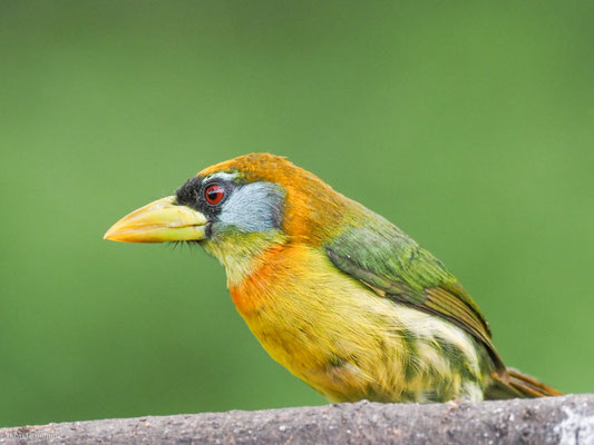 Andenbartvogel, Red-headed Barbet -  Eubucco bourcierii