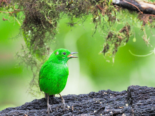Rotohr-Bunttangare, Glistening-green tanager - Chlorochrysa phoenicotis