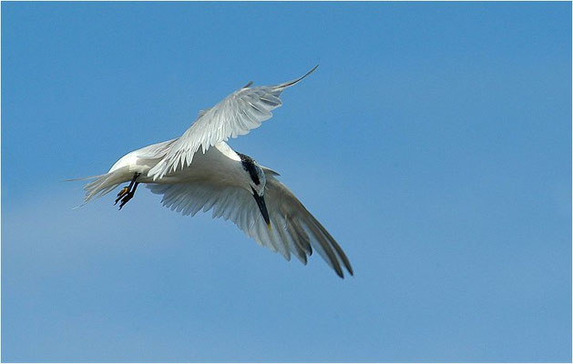 BRANDSEESCHWALBE, SANDWICH TERN, STERNA SANDVICENSIS
