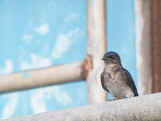 Graubrustschwalbe, Gray-breasted Martin - Progne chalybea