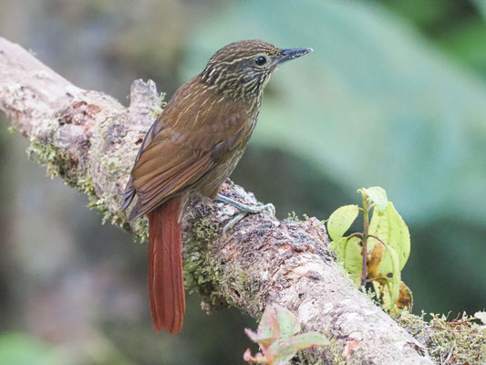 Streifenblattspäher, Lineated Foliage-gleaner - Syndactyla subalaris
