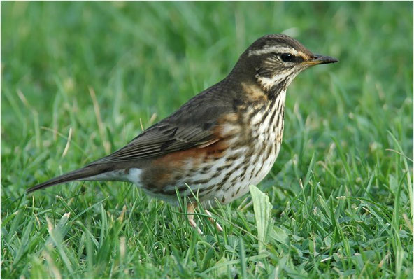 ROTDROSSEL, REDWING, TURDUS ILIACUS