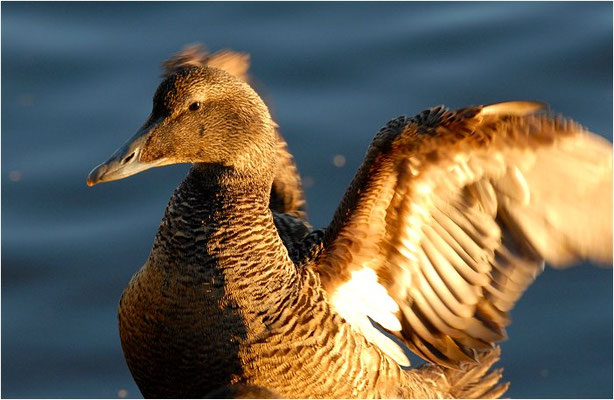 EIDERENTE, EIDER, SOMATERI MOLLISSIMA