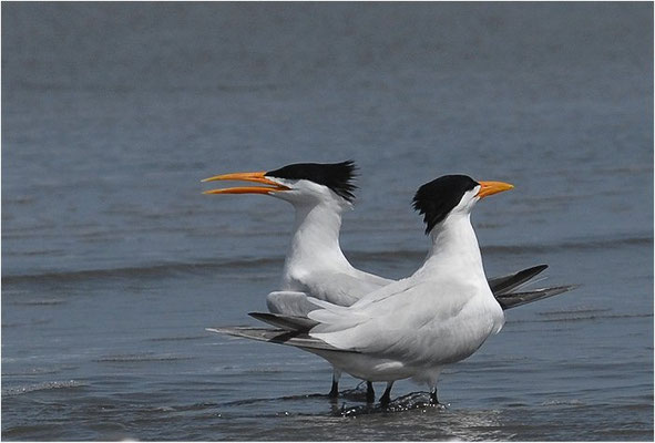 KÖNIGSSEESCHWALBE, ROYAL TERN, STERNA MAXIMA
