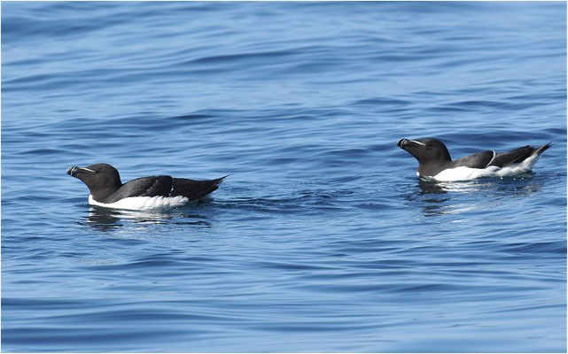 TORDALK, RAZORBILL, ALCO TORDA