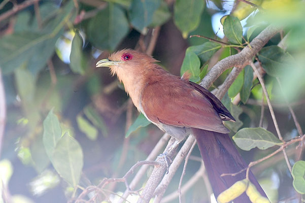 CAYENNEKUCKUCK, SQUIRREL CUCKOO, PIAYA CAYANA