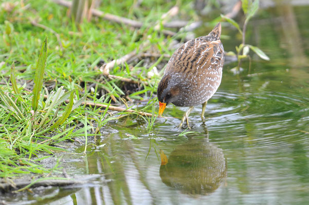 TÜPFELRALLE, SPOTTED CRAKE, PORZANA PORZANA