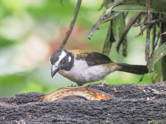 Schwarzschwingensaltator, Black-winged Saltator - Saltator atripennis